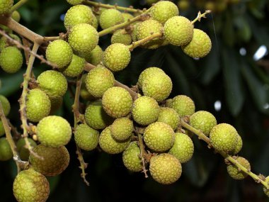 meyve toplama görüntüleri