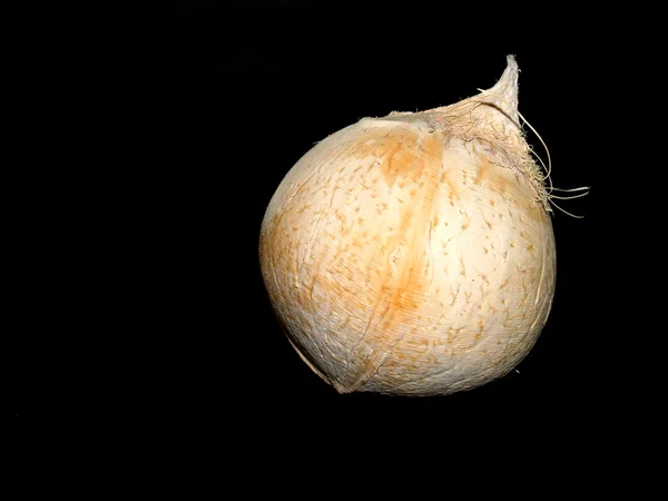 Imagens da coleção de frutas — Fotografia de Stock