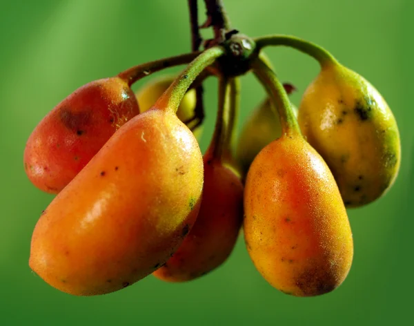 Recogida de frutas — Foto de Stock