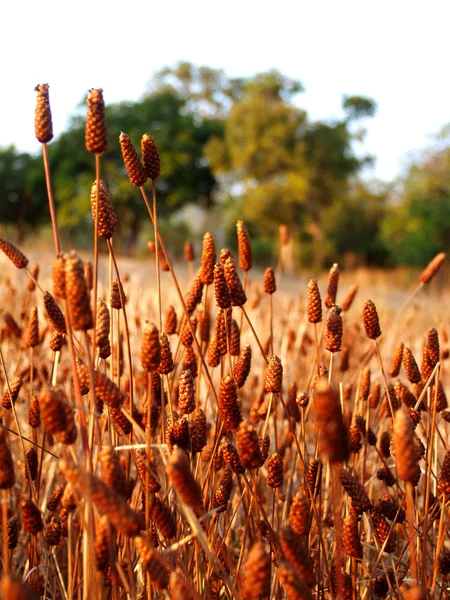 Ringworm bloemen in het veld. — Stockfoto