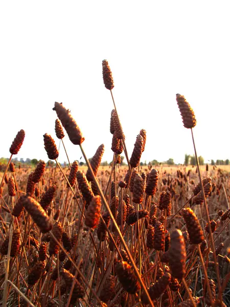 Flores de tiña en el campo . — Foto de Stock