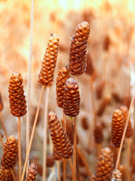 Ringworm flowers in the field. — Stock Photo, Image