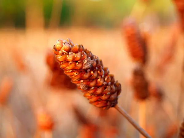 Ringworm bloemen in het veld. — Stockfoto