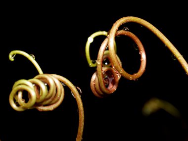 soyut arkaplan bitkisi spiral arkaplandan ayrılır