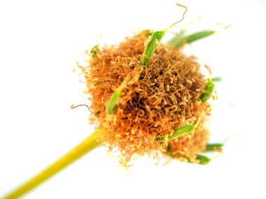 soyut arkaplan bitkisi spiral arkaplandan ayrılır