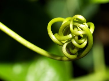 soyut arkaplan bitkisi spiral arkaplandan ayrılır