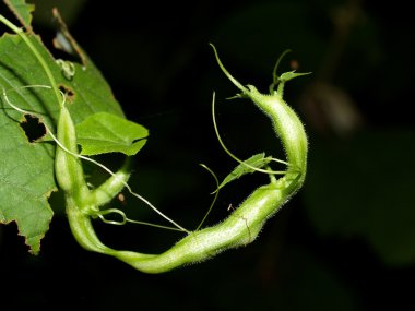 yaprakları arka plan