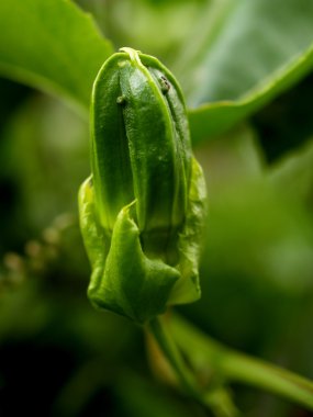 yaprakları arka plan