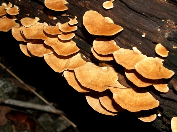 Mushrooms on the tree — Stock Photo, Image