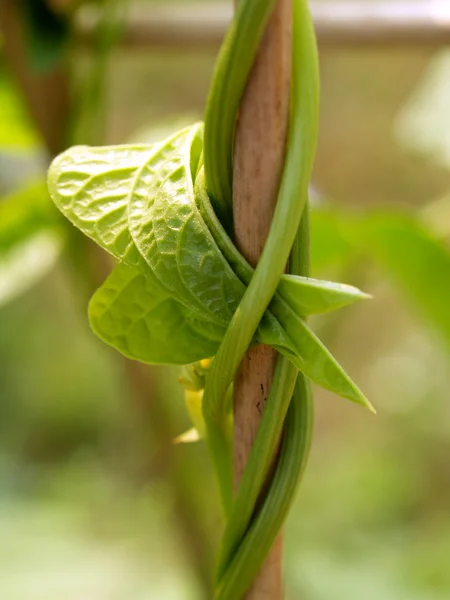 Astratto sfondo pianta da e foglie spirale sfondo — Foto Stock
