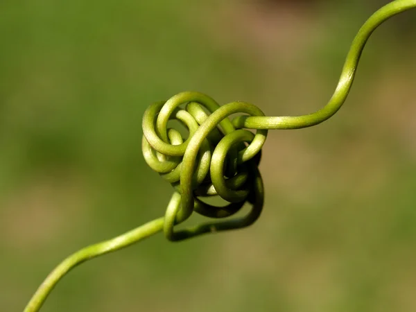 Abstracte achtergrond plant uit en bladeren spiraal achtergrond — Stockfoto