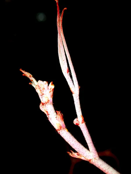 Astratto sfondo pianta da e foglie spirale sfondo — Foto Stock