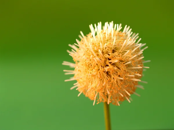 Abstraite plante de fond et feuilles spirale Contexte — Photo