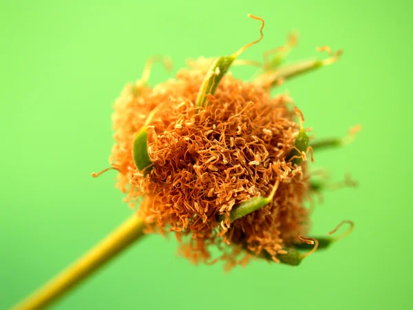 Soyut arkaplan bitkisi spiral arkaplandan ayrılır — Stok fotoğraf