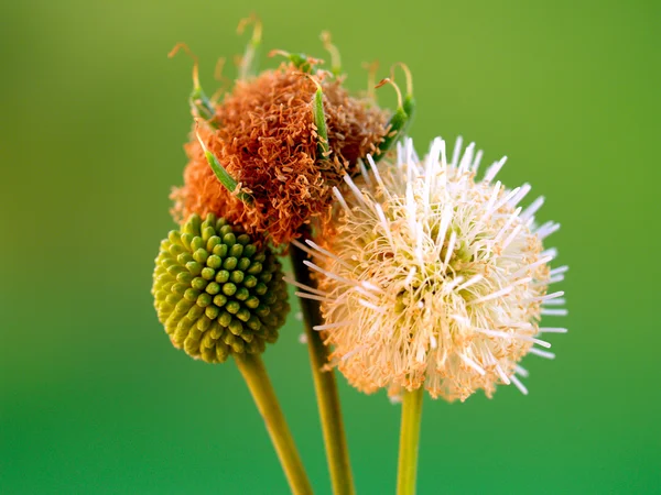 Абстрактное фоновое растение и листья спирального фона — стоковое фото