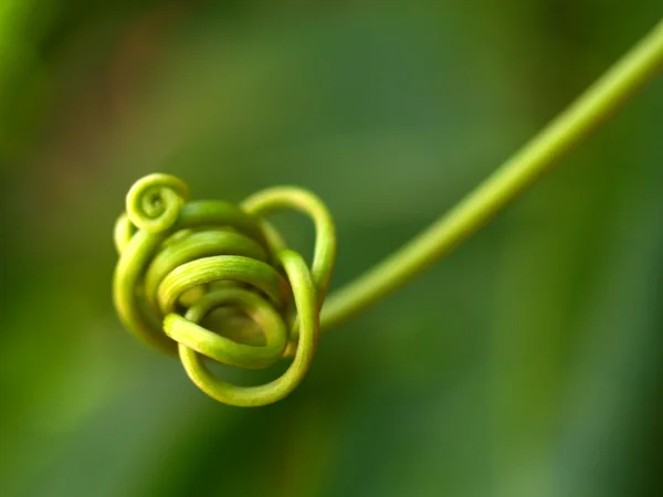 Abstracte achtergrond plant uit en bladeren spiraal achtergrond — Stockfoto