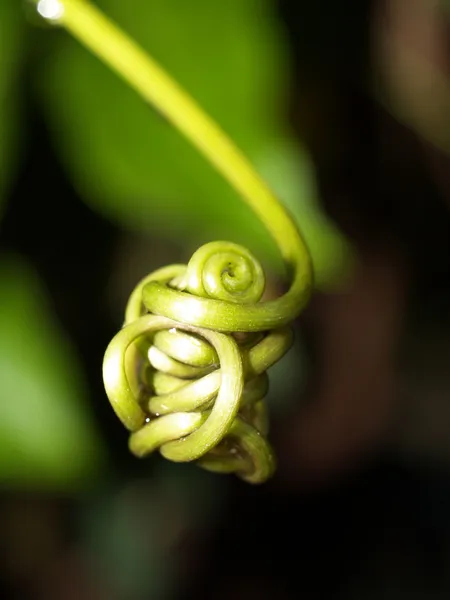 Abstracte achtergrond plant uit en bladeren spiraal achtergrond — Stockfoto