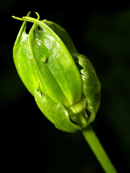 Feuilles de fond — Photo