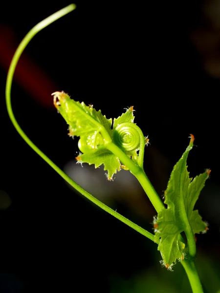 Gota de agua en la hoja — Foto de Stock