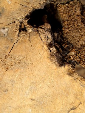 ağaç arka plan duvar ağaç doku doku