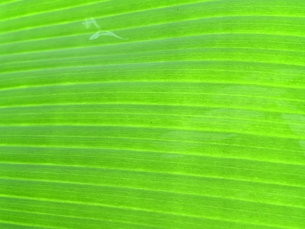 Hoja de plátano — Foto de Stock