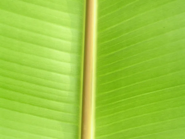 Banana leaf — стокове фото