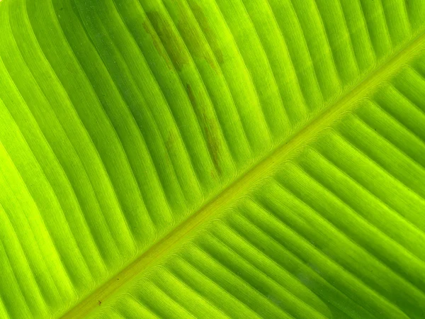 Hoja de plátano — Foto de Stock