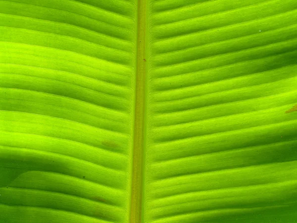 Banana leaf — стокове фото