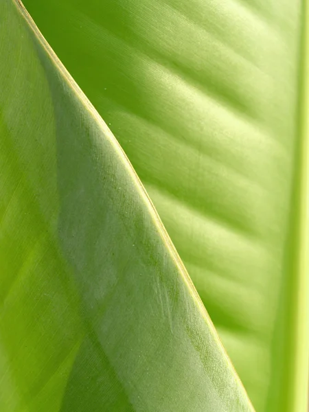 Bananenblatt — Stockfoto