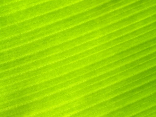 Banana leaf — Stock Photo, Image