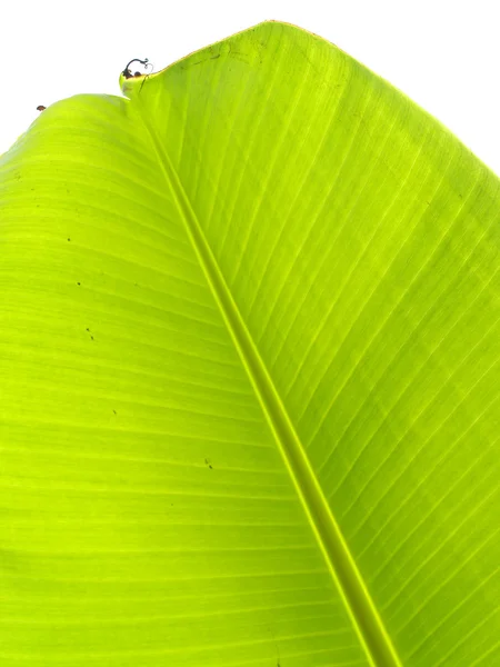 Banana leaf — стокове фото