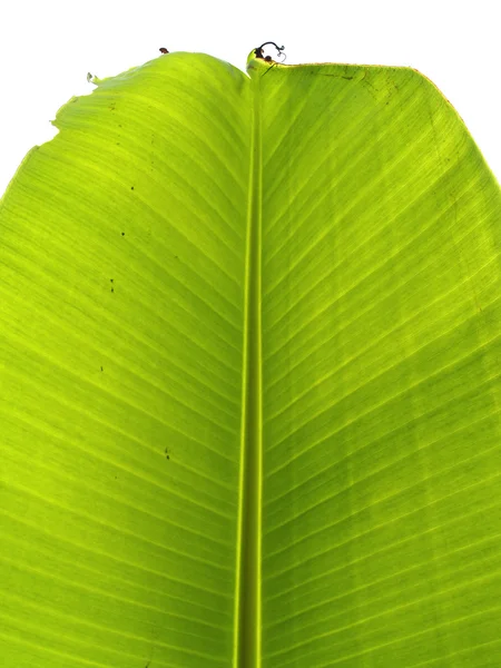 Banana leaf — стокове фото