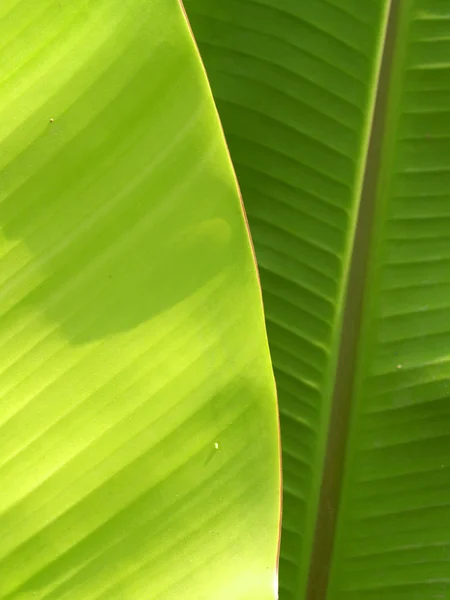 Hoja de plátano — Foto de Stock