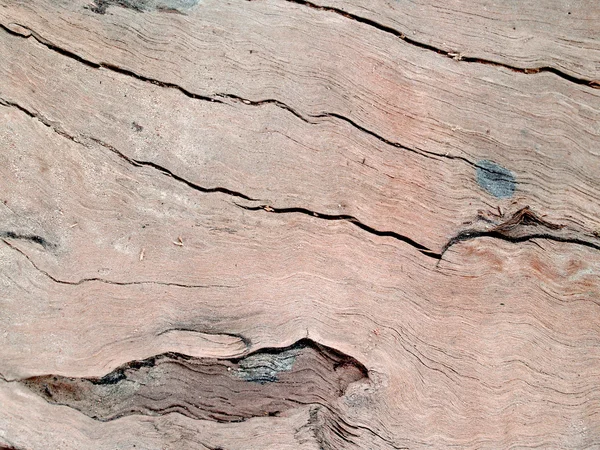 Tekstura drzewo tło ściana drzewo tekstury — Zdjęcie stockowe