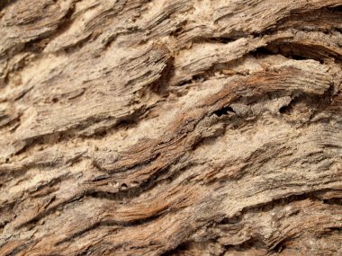 arka plan ağaç doku duvar