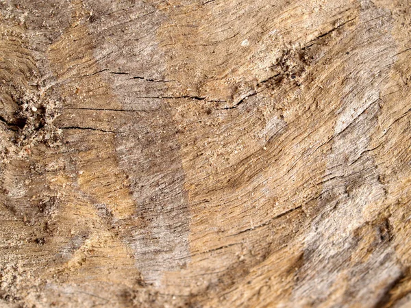 Tekstura tło ściana drzewo — Zdjęcie stockowe