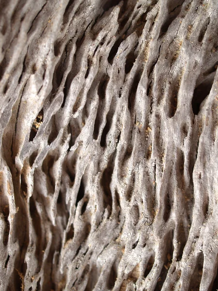 Фон текстура настінного дерева — стокове фото