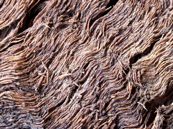 Fond Texture de l'arbre — Photo