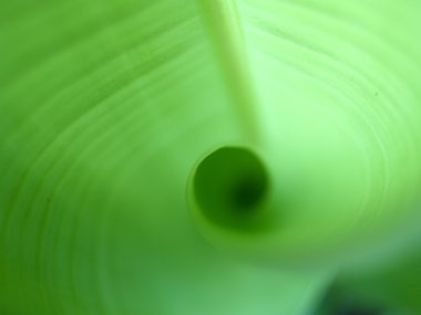 arka plan muz yaprakları