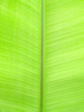 arka plan muz yaprakları