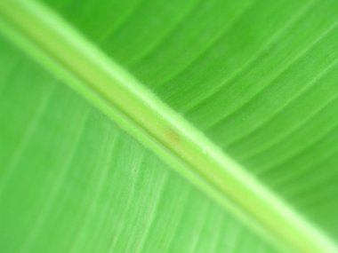 arka plan muz yaprakları