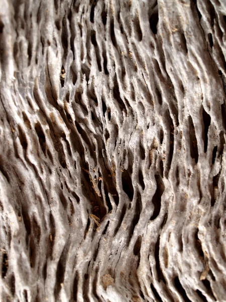 木の背景テクスチャ — ストック写真