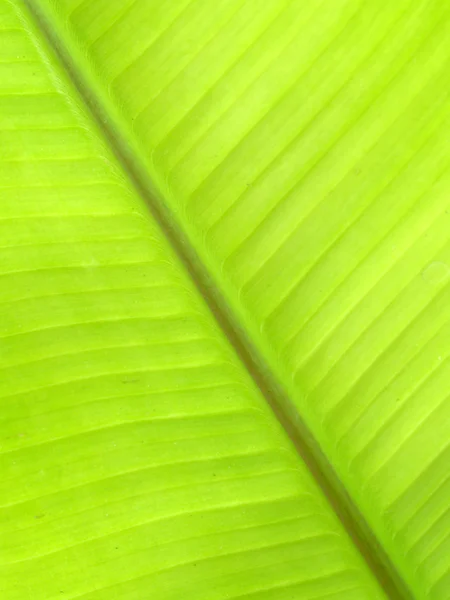 Plátano hojas de fondo — Foto de Stock