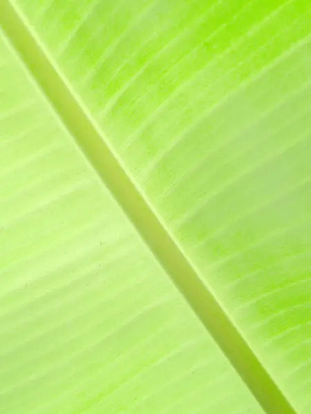 Plátano hojas de fondo —  Fotos de Stock