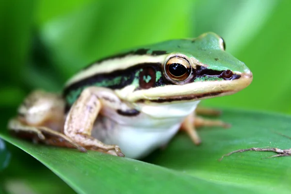 Tree frog crawling between leafs in jungle — Stockfoto