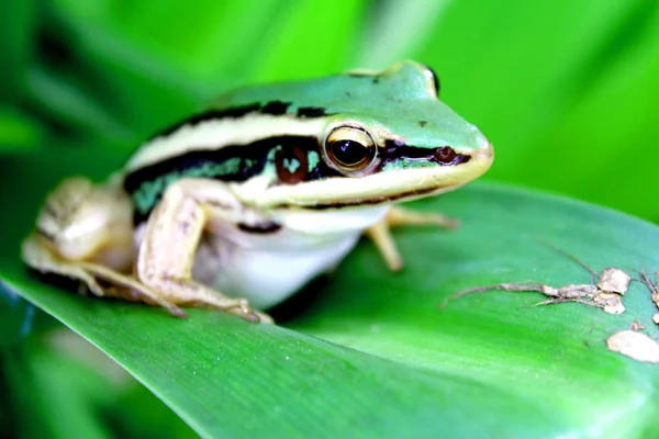 Tree frog crawling between leafs in jungle — Stock Photo, Image