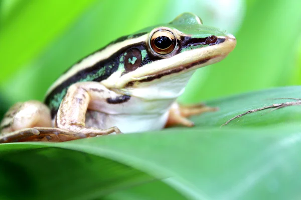 Sapo de árvore rastejando entre folhas na selva — Fotografia de Stock