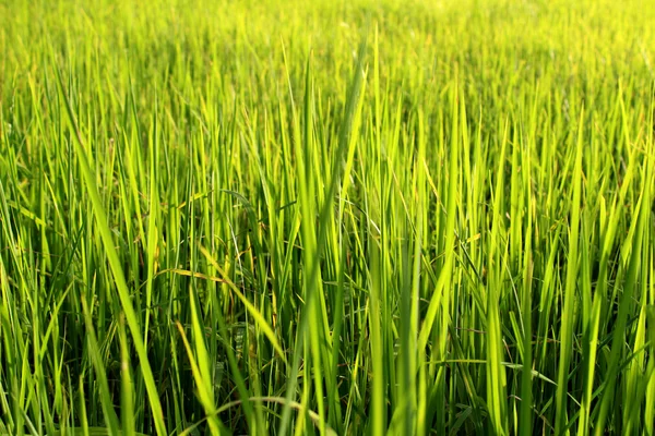 Arroz verde belos campos de arroz — Fotografia de Stock