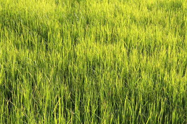 Beautifful zelená rýže rýžová pole — Stock fotografie