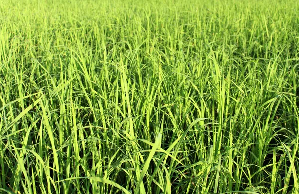 Зеленый рис красивое рисовое поле — стоковое фото